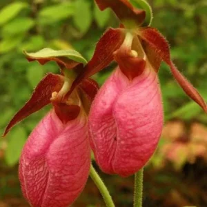 5 Pink Lady's Slipper Bulbs for Planting - Cypripedium Acaule Garden Pink Flowers - Image 2