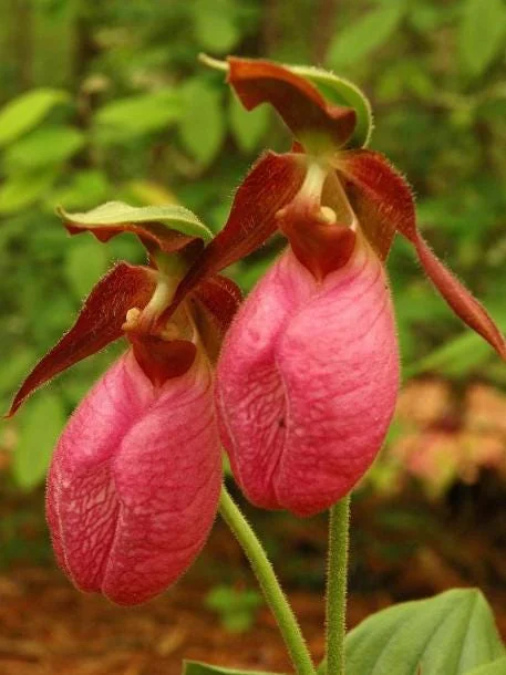 5 Pink Lady's Slipper Bulbs for Planting - Cypripedium Acaule Garden Pink Flowers - Image 2