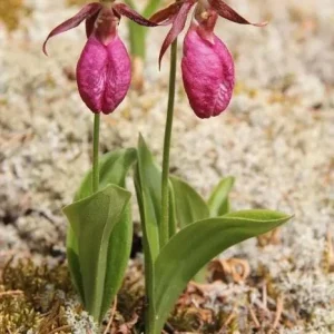 5 Pink Lady's Slipper Bulbs for Planting - Cypripedium Acaule Garden Pink Flowers - Image 4