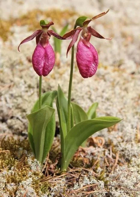 5 Pink Lady's Slipper Bulbs for Planting - Cypripedium Acaule Garden Pink Flowers - Image 4