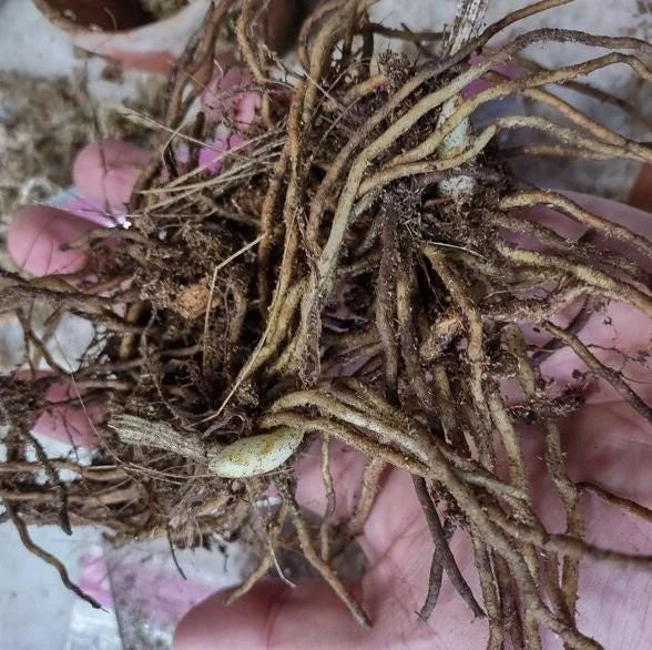 5 Pink Lady's Slipper Bulbs for Planting - Cypripedium Acaule Garden Pink Flowers - Image 5