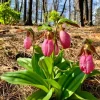 5 Pink Lady's Slipper Bulbs for Planting - Cypripedium Acaule Garden Pink Flowers - Image 1