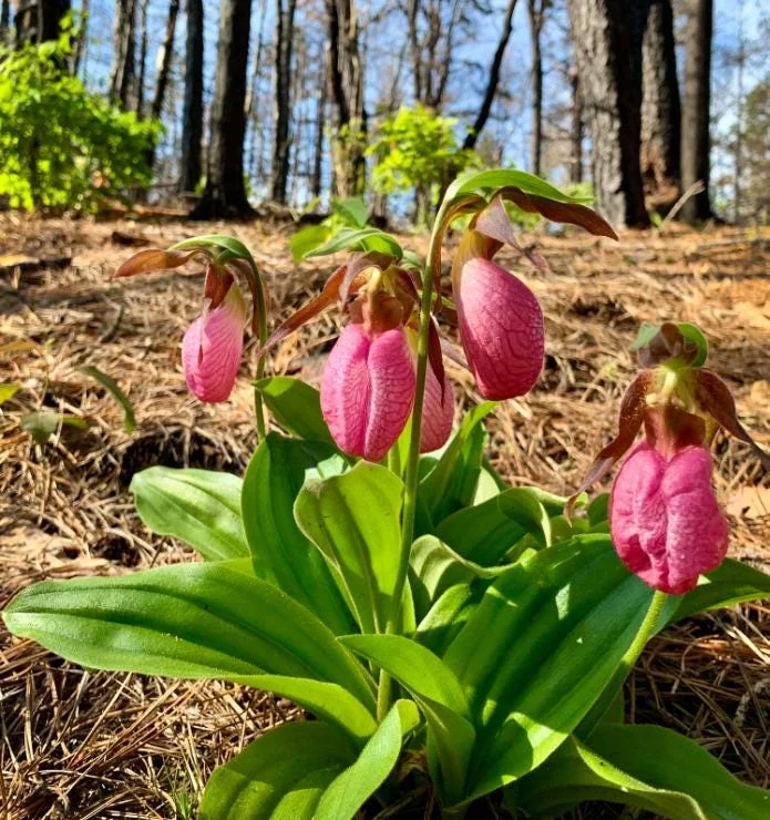 5 Pink Lady's Slipper Bulbs for Planting - Cypripedium Acaule Garden Pink Flowers - Image 1