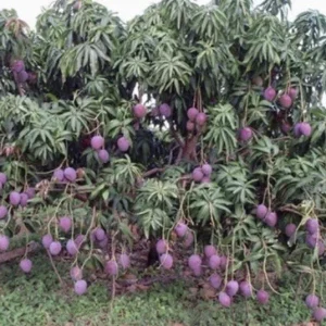 5 Purple Mango Cuttings Scions for Grafting - Outdoor Fruit Tree Propagation - Image 2