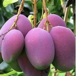 5 Purple Mango Cuttings Scions for Grafting - Outdoor Fruit Tree Propagation - Image 1