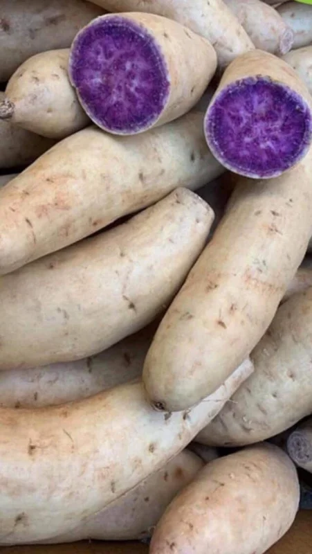 5 Purple Okinawa Sweet Potato Live Plants - Edible Tuber, Full Sun - Image 2