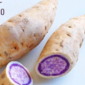 5 Purple Okinawa Sweet Potato Live Plants - Edible Tuber, Full Sun - Image 3