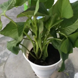 5 Purple Okinawa Sweet Potato Live Plants - Edible Tuber, Full Sun - Image 4