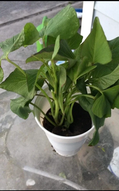 5 Purple Okinawa Sweet Potato Live Plants - Edible Tuber, Full Sun - Image 4