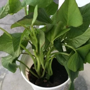 5 Purple Okinawa Sweet Potato Live Plants - Edible Tuber, Full Sun - Image 5