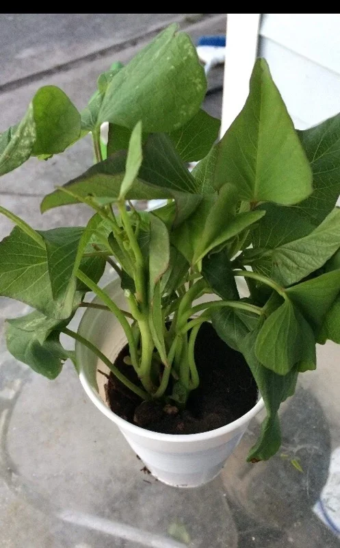 5 Purple Okinawa Sweet Potato Live Plants - Edible Tuber, Full Sun - Image 5