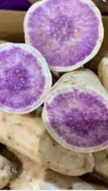 5 Purple Okinawa Sweet Potato Live Plants - Edible Tuber, Full Sun - Image 6