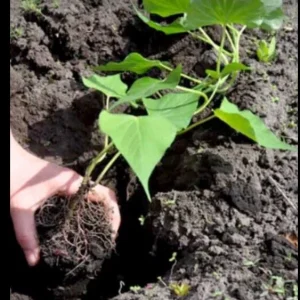 5 Purple Okinawa Sweet Potato Live Plants - Edible Tuber, Full Sun - Image 7