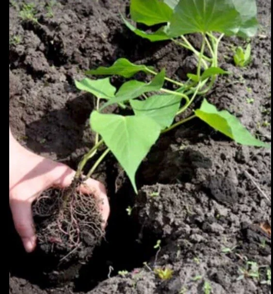 5 Purple Okinawa Sweet Potato Live Plants - Edible Tuber, Full Sun - Image 7