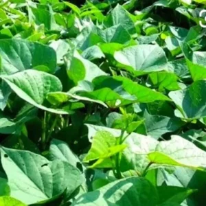 5 Purple Okinawa Sweet Potato Live Plants - Edible Tuber, Full Sun - Image 8