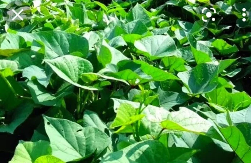 5 Purple Okinawa Sweet Potato Live Plants - Edible Tuber, Full Sun - Image 8