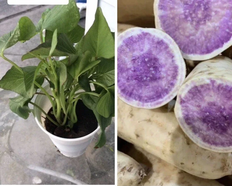 5 Purple Okinawa Sweet Potato Live Plants - Edible Tuber, Full Sun - Image 1
