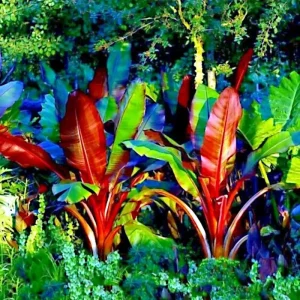 5 Red Abyssinian False Banana Tree Seeds - Musa Ensete ventricosum - Perennial - Image 2
