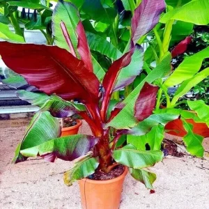 5 Red Abyssinian False Banana Tree Seeds - Musa Ensete ventricosum - Perennial - Image 3
