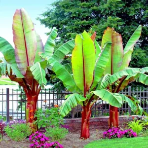 5 Red Abyssinian False Banana Tree Seeds - Musa Ensete ventricosum - Perennial - Image 1
