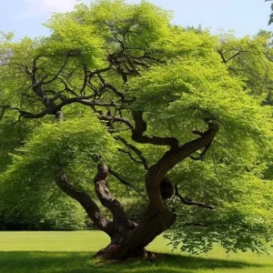 5 Siberian Elm Tree Seedlings – 1-2ft Bare Roots, Outdoor Deciduous Tree - Image 2