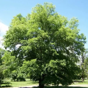 5 Siberian Elm Tree Seedlings – 1-2ft Bare Roots, Outdoor Deciduous Tree - Image 3
