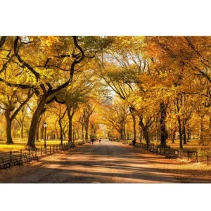 5 Siberian Elm Tree Seedlings – 1-2ft Bare Roots, Outdoor Deciduous Tree - Image 4