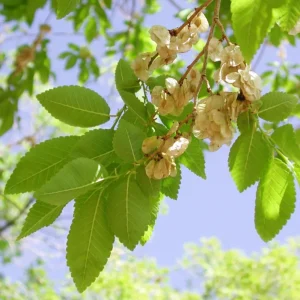 5 Siberian Elm Tree Seedlings – 1-2ft Bare Roots, Outdoor Deciduous Tree - Image 5