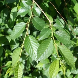 5 Siberian Elm Tree Seedlings – 1-2ft Bare Roots, Outdoor Deciduous Tree - Image 6