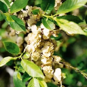 5 Siberian Elm Tree Seedlings – 1-2ft Bare Roots, Outdoor Deciduous Tree - Image 7