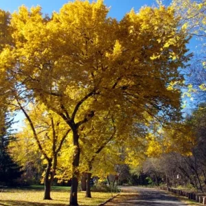 5 Siberian Elm Tree Seedlings – 1-2ft Bare Roots, Outdoor Deciduous Tree - Image 1