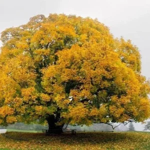 5 Sycamore Tree Bare Roots - 1-2ft Native Seedlings for Planting, Outdoor - Image 1