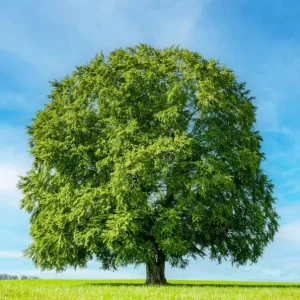 5 Sycamore Tree Bare Roots - 1-2ft Native Seedlings for Planting, Outdoor - Image 3