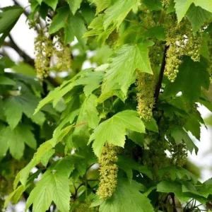 5 Sycamore Tree Bare Roots - 1-2ft Native Seedlings for Planting, Outdoor - Image 5