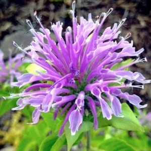 50+ Bergamot Monarda Didyma Autumn Mix Perennial Flower Seeds - Image 2