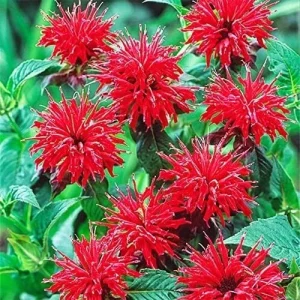 50+ Bergamot Monarda Didyma Autumn Mix Perennial Flower Seeds - Image 3