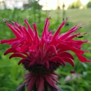 50+ Bergamot Monarda Didyma Autumn Mix Perennial Flower Seeds - Image 4