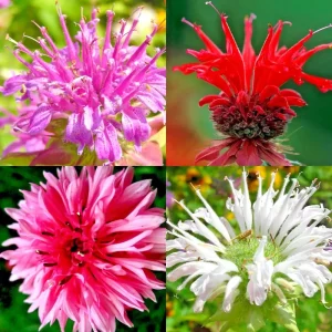 50+ Bergamot Monarda Didyma Autumn Mix Perennial Flower Seeds - Image 1