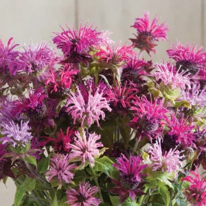 50+ Bergamot Seeds Monarda Autumn Mix Perennial Bee Balm for Planting - Image 2
