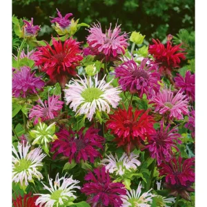 50+ Bergamot Seeds Monarda Autumn Mix Perennial Bee Balm for Planting - Image 3