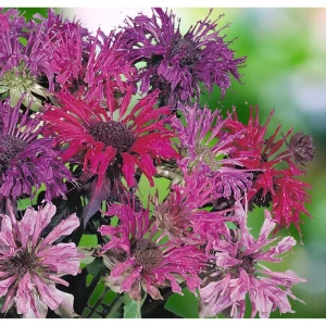 50+ Bergamot Seeds Monarda Autumn Mix Perennial Bee Balm for Planting - Image 4