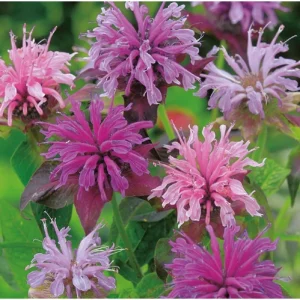 50+ Bergamot Seeds Monarda Autumn Mix Perennial Bee Balm for Planting - Image 5