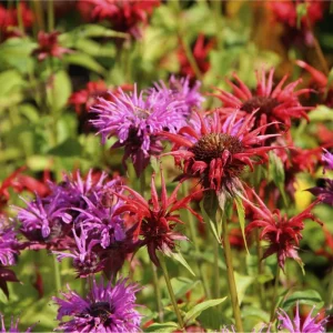 50+ Bergamot Seeds Monarda Autumn Mix Perennial Bee Balm for Planting - Image 1