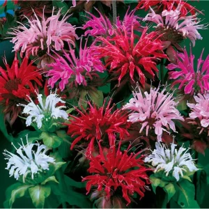 50+ Bergamot Seeds Monarda Autumn Mix Perennial Bee Balm for Planting - Image 6