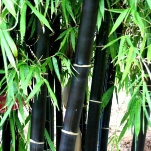 50+ Black Bamboo Seeds - Cold Hardy Bonsai Bamboo for Garden & Home Decor - Image 2