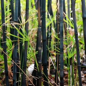 50+ Black Bamboo Seeds - Cold Hardy Bonsai Bamboo for Garden & Home Decor - Image 3