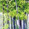 50+ Black Bamboo Seeds - Cold Hardy Bonsai Bamboo for Garden & Home Decor - Image 1