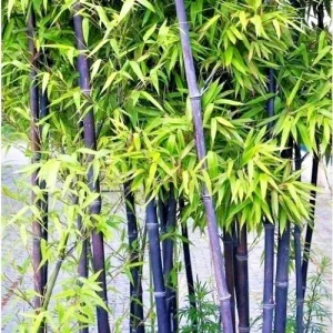 50+ Black Bamboo Seeds - Cold Hardy Bonsai Bamboo for Garden & Home Decor - Image 1