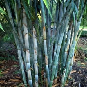 50 Blue Bamboo Seeds - Clumping Exotic Shade Plant for Privacy & Garden - Image 2