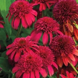 50 Double Cranberry Coneflower Seeds - Echinacea Perennial Flowers for Outdoor Gardens - Image 2